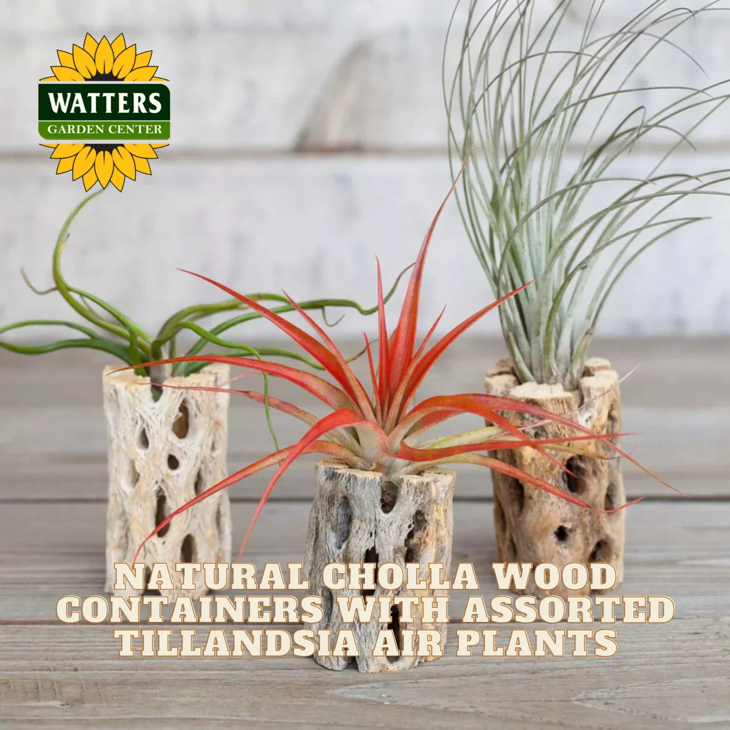 Natural Cholla Wood Containers with Assorted Tillandsia Air Plants – Set of 3