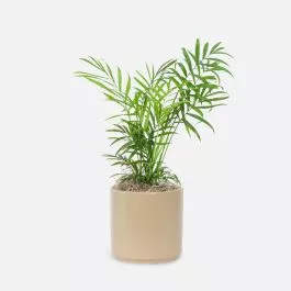 Neanthe Bella Palm – Piccolo