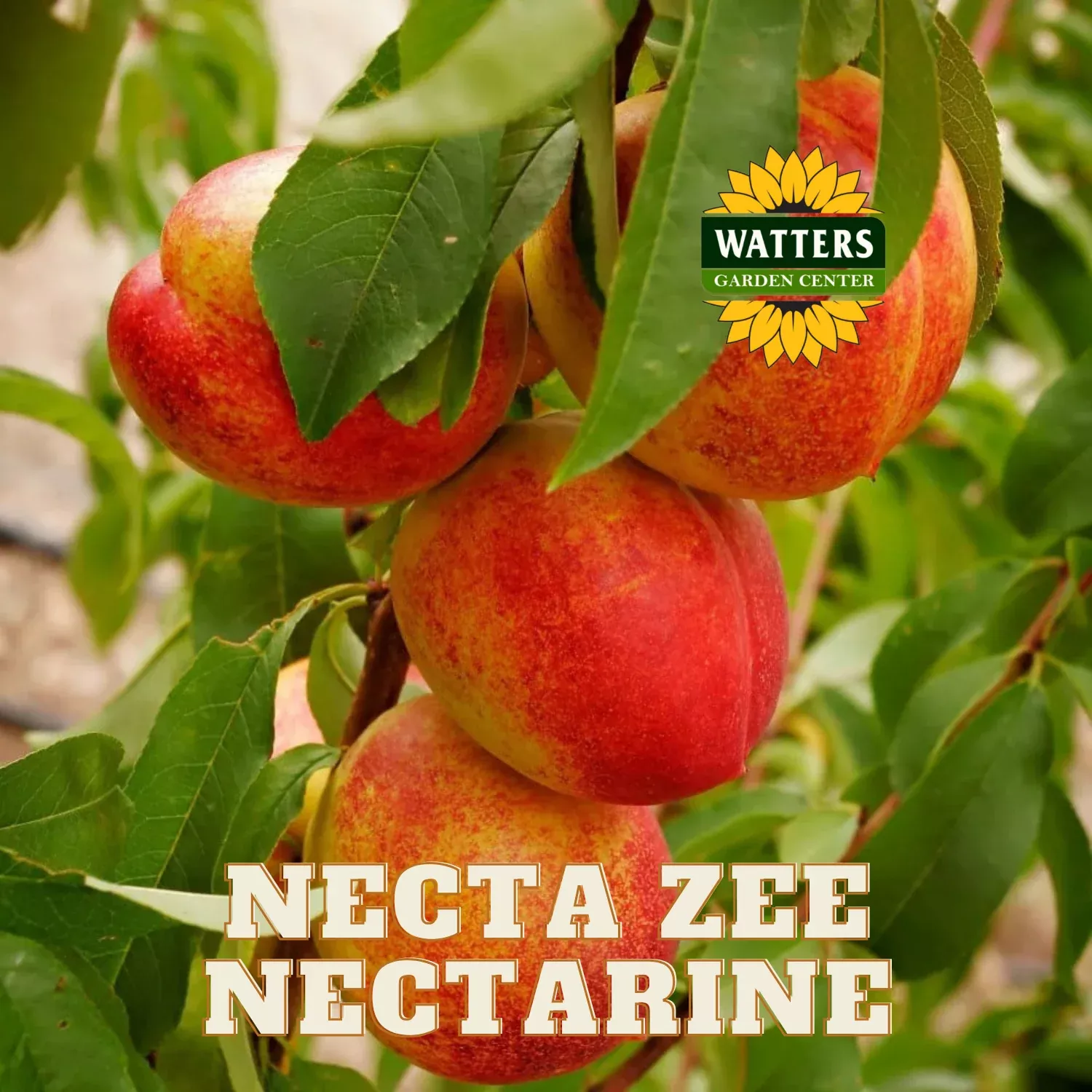 NECTA ZEE NECTARINE TREE DWARF 7gal
