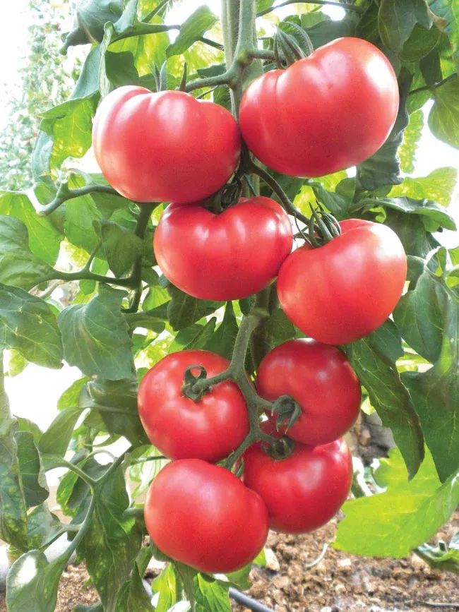 Nemesis F1 Beefsteak Tomato
