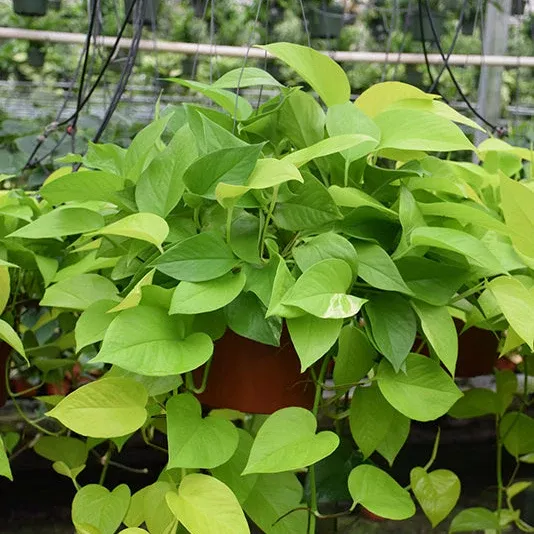 Neon Pothos - Epipremnum aureum - 4