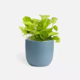 Neon Pothos – Medio