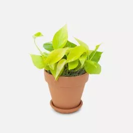 Neon Pothos – Piccolo