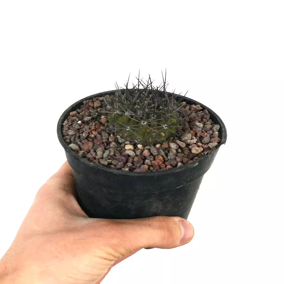 Neoporteria confinis