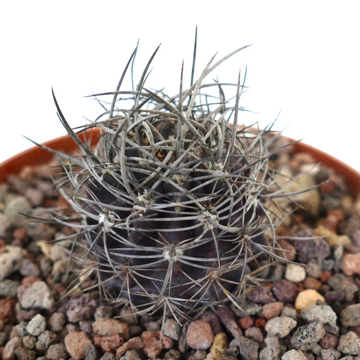 Neoporteria eriochephala (strong spines)