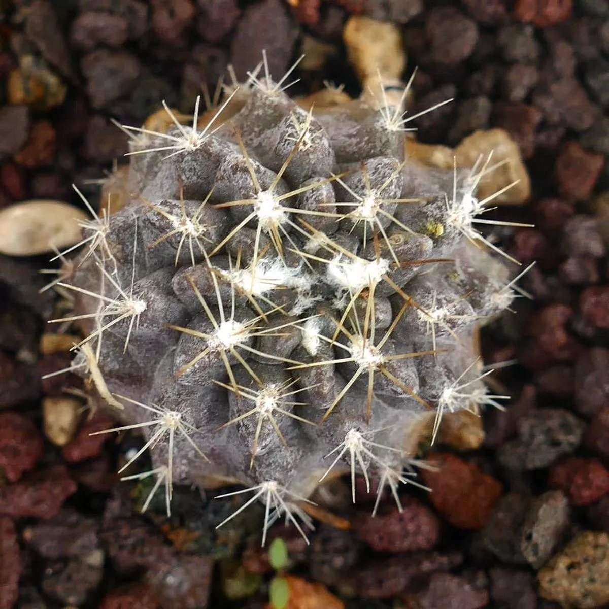 Neoporteria occulta GREY with medium spines