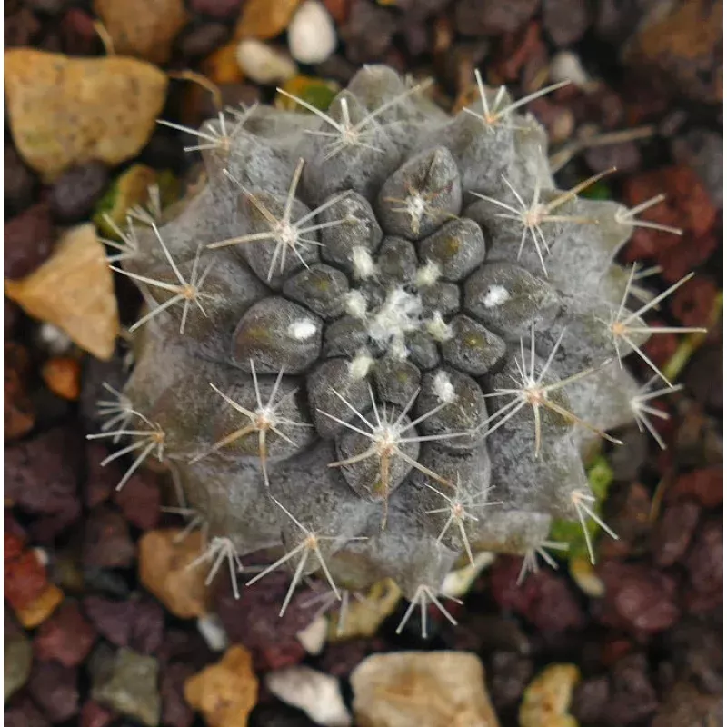 Neoporteria occulta with GREY medium SPINES