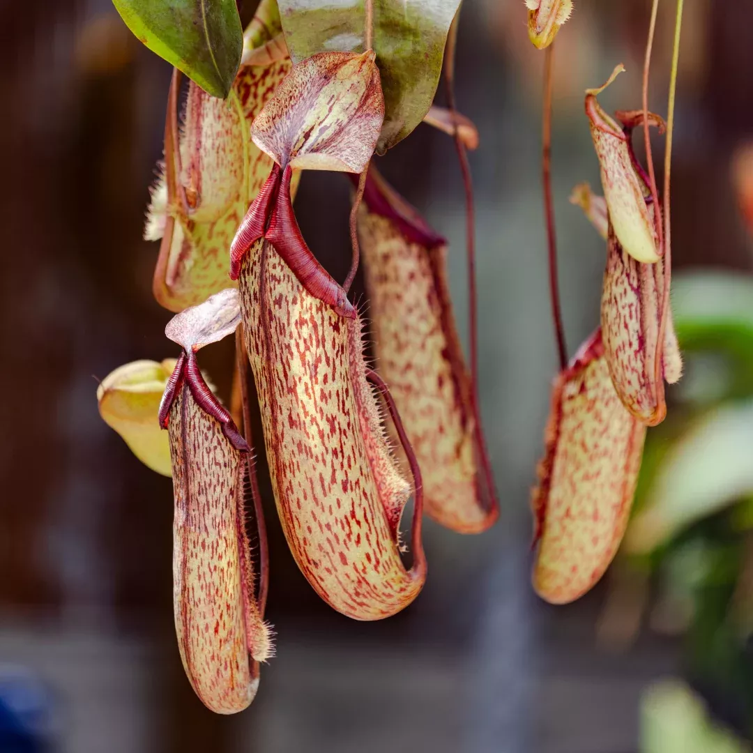 Nepenthes ‘Miranda’ Pitcher Plant