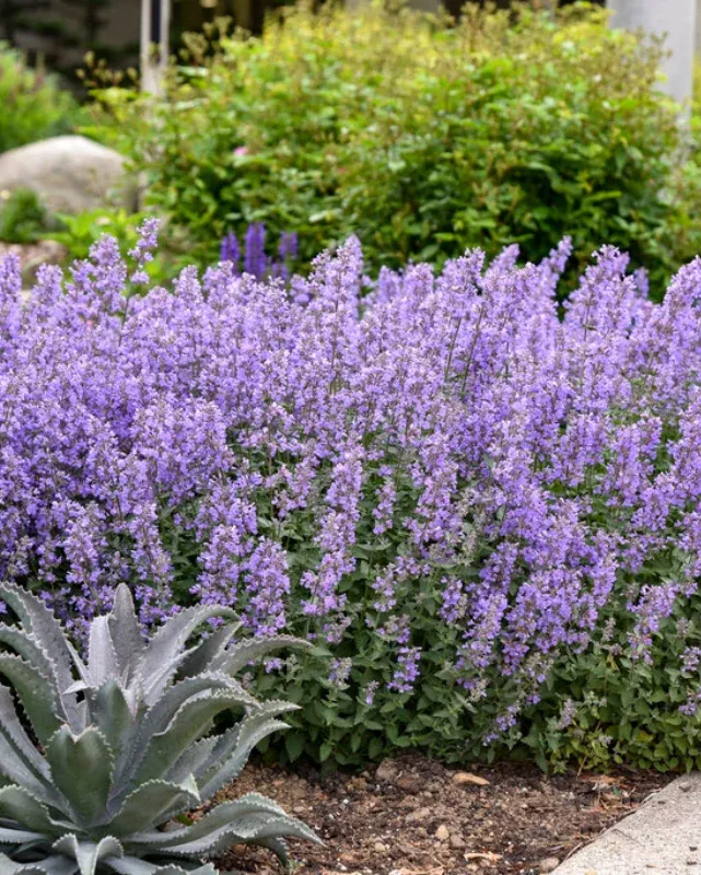 Nepeta ‘Cat’s Meow’ #2C