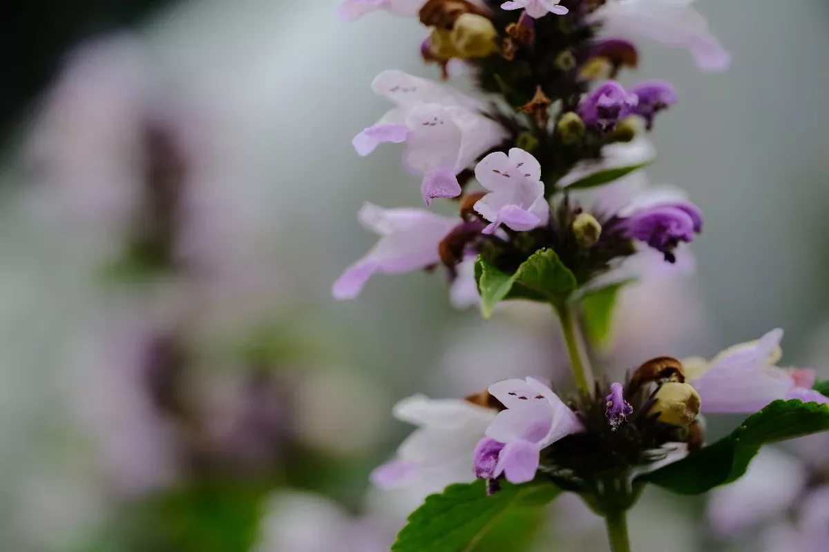 Nepeta subsessilis 'Pink Dreams' | catmint