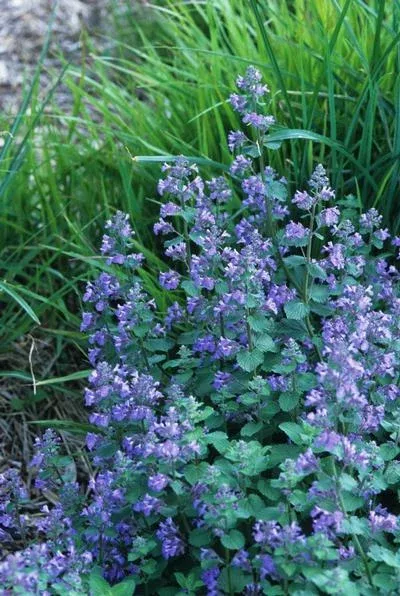 Nepeta x faassenii 'Blue Wonder' – Catmint