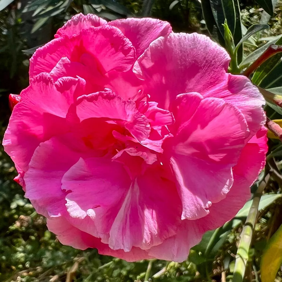 Nerium oleander cv ‘LOREDANA’ DARK PINK
