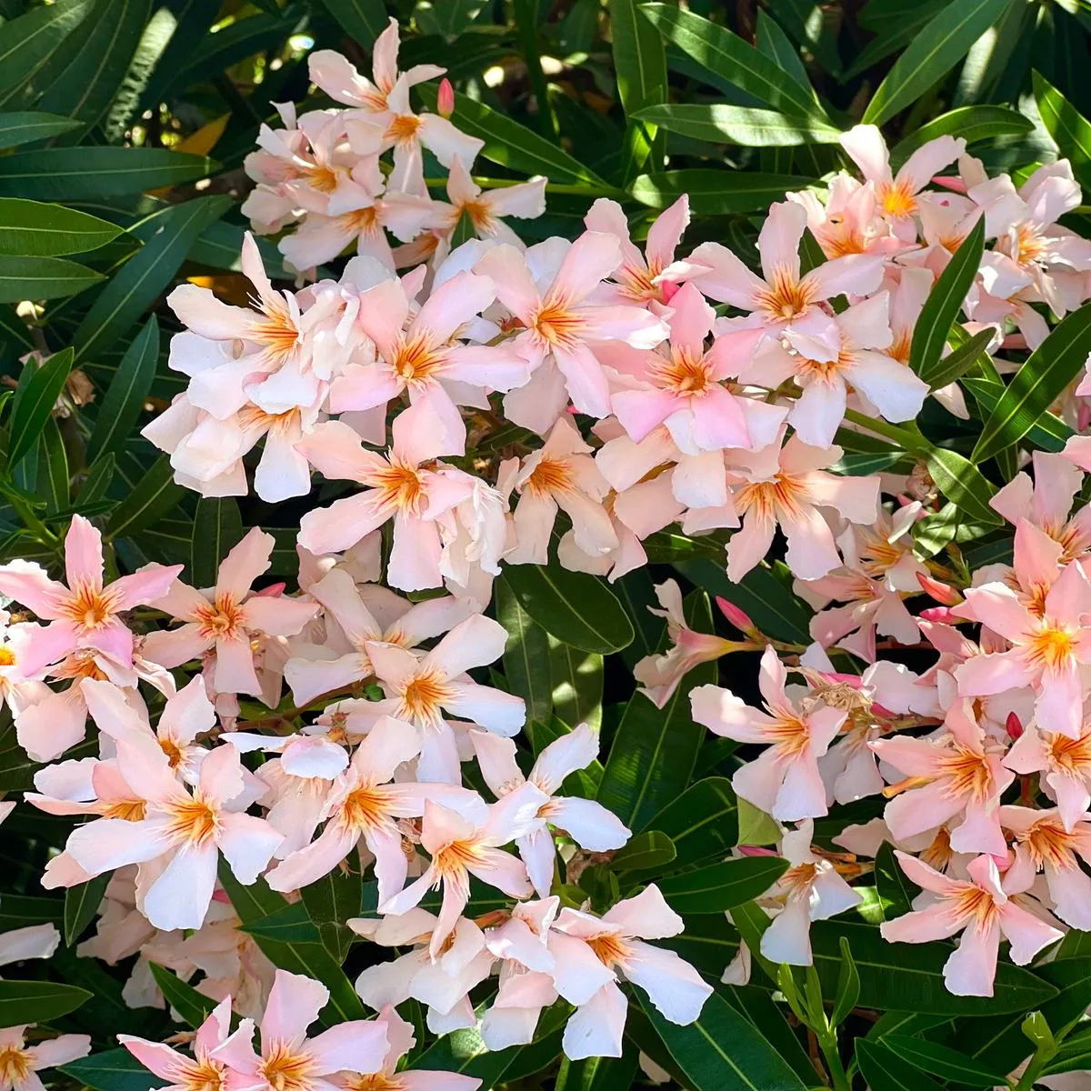 Nerium oleander WHITE-SALMON flowers