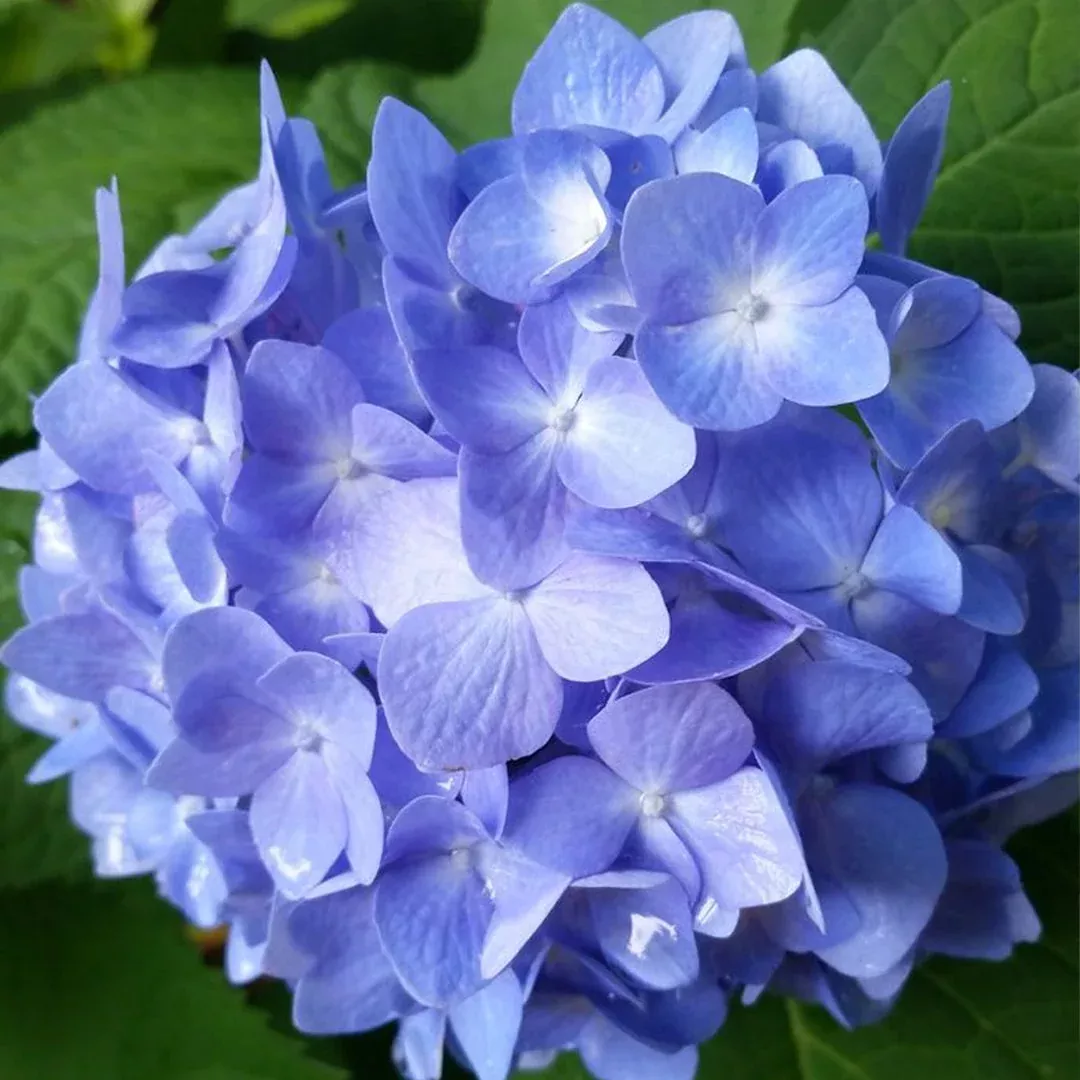 Nightingale Hydrangea – Compact Reblooming Blue or Pink Mophead (Hydrangea macrophylla ‘Nightingale’)