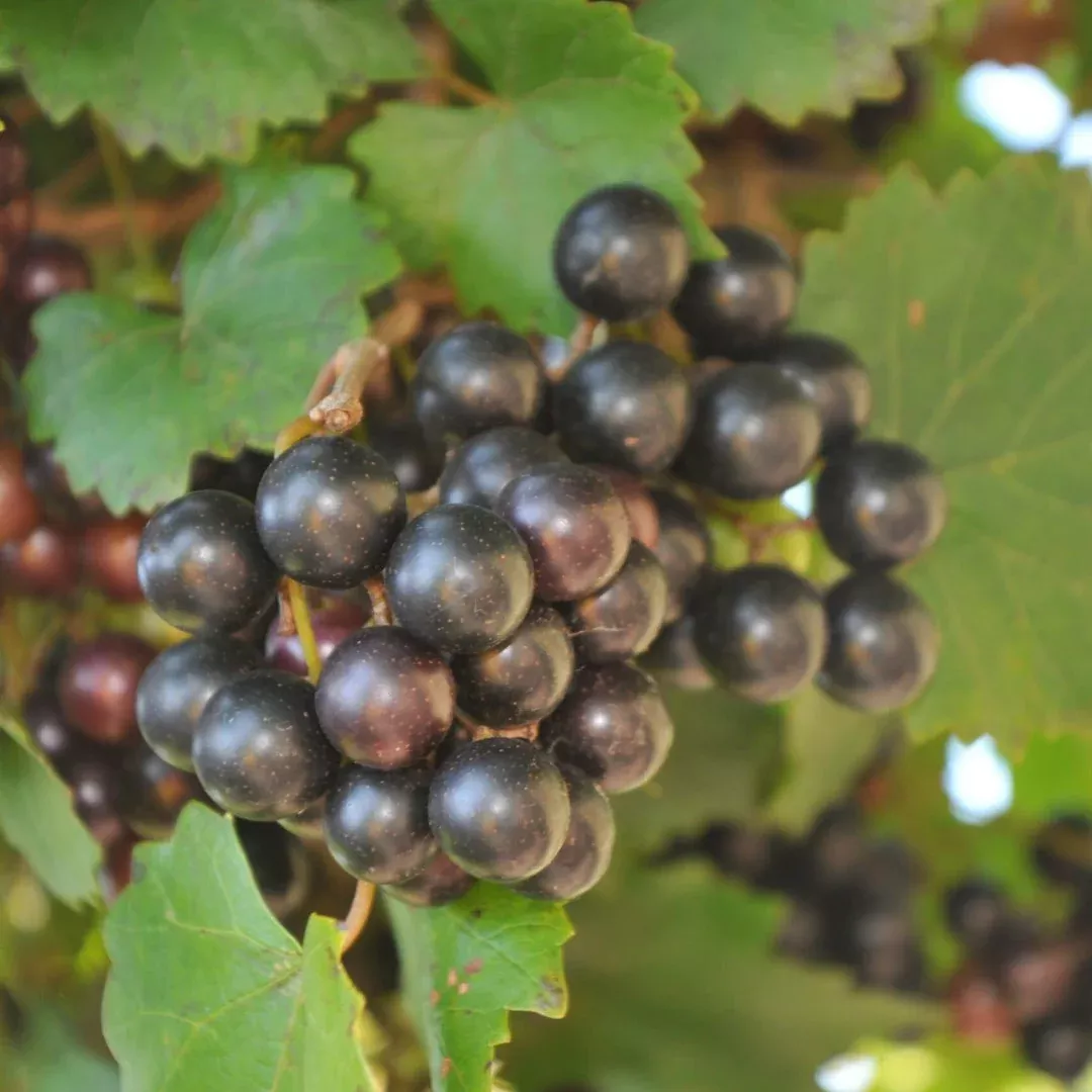 Noble Muscadine Grape Vine – Self-Fertile Dark Purple Sweet Grape (Vitis rotundifolia)