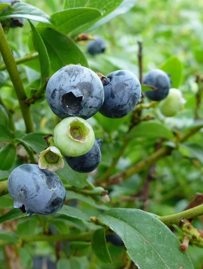 North Country Blueberry