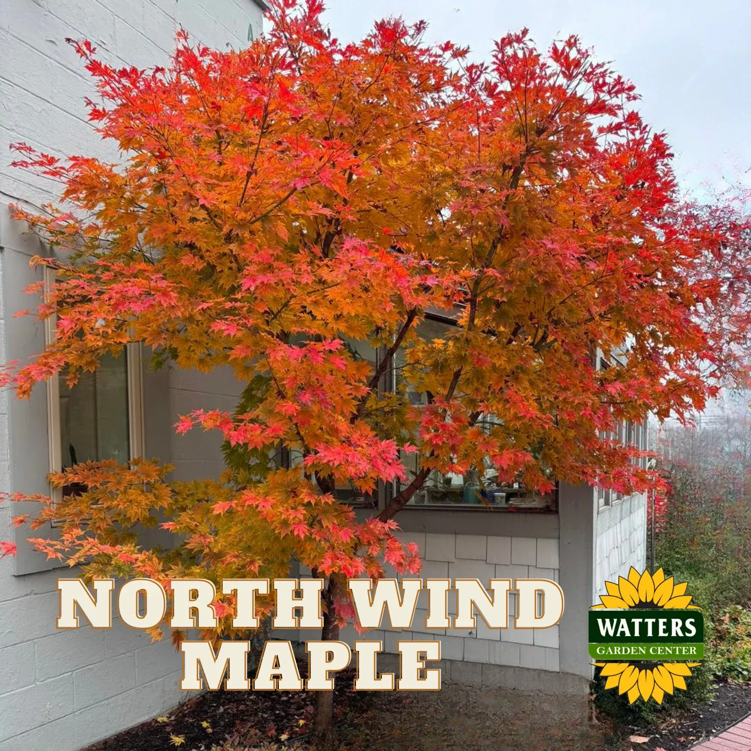 NORTH WIND JAPANESE MAPLE TREE 6gal