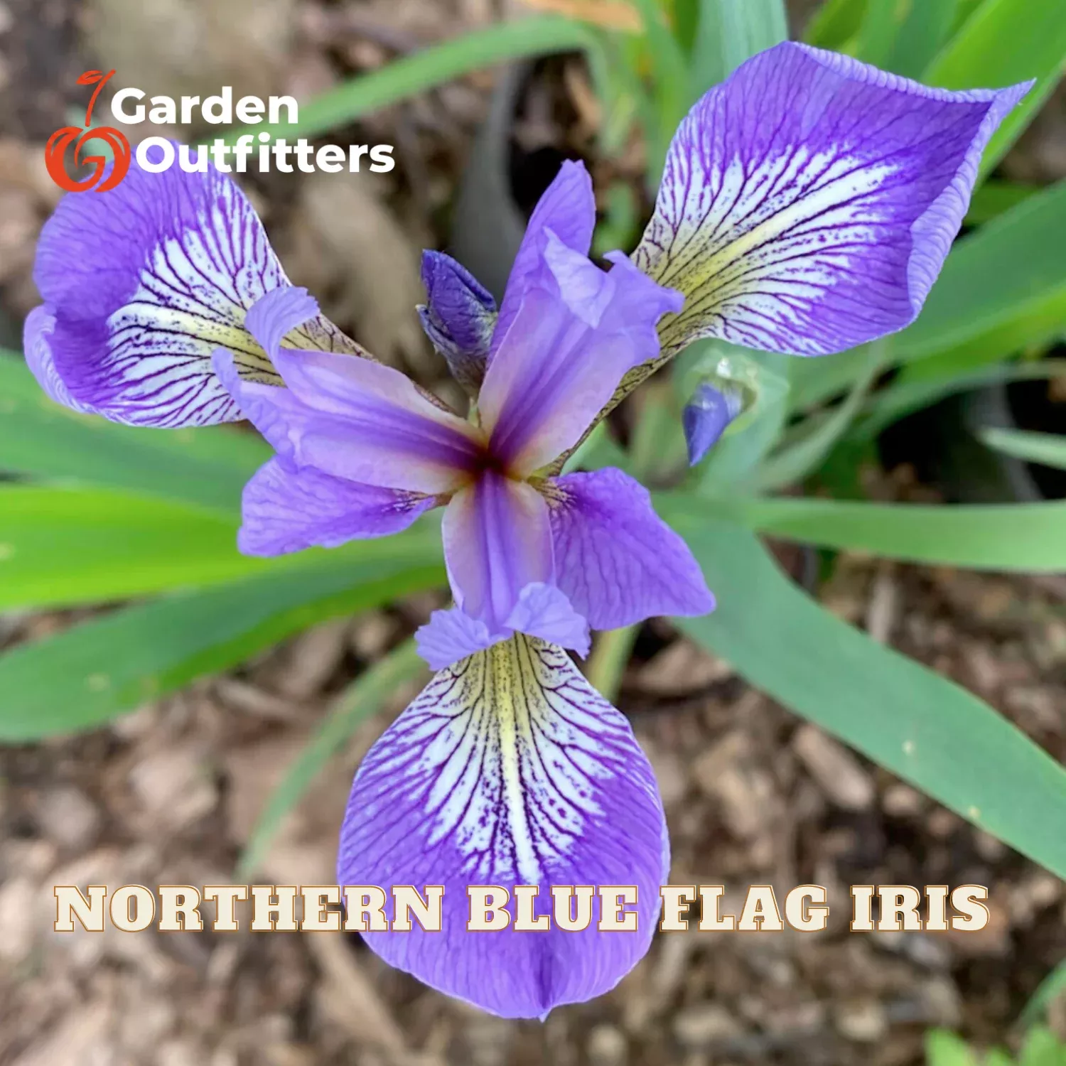 Northern Blue Flag Iris (IRIS VERSICOLOR) – 1 gallon