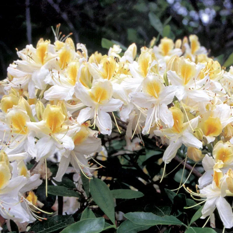 “Northern Hi-Lights” Azalea Shrub- Creamy-white blossoms splashed with yellow color! Cold hardy, deer-resistant, highly resilient. (1 Gallon Pot)