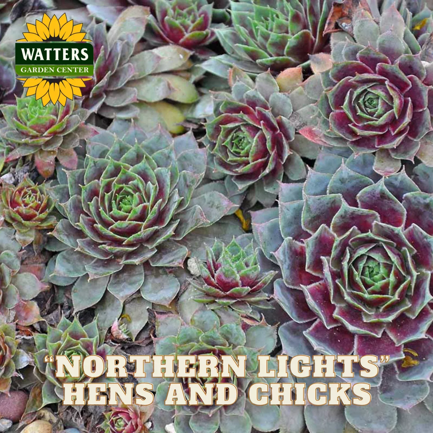 NORTHERN LIGHT HENS & CHICKS 6in