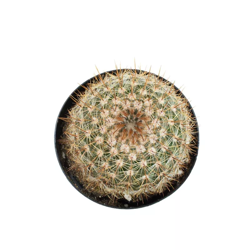 Notocactus schlosseri - 2.5"