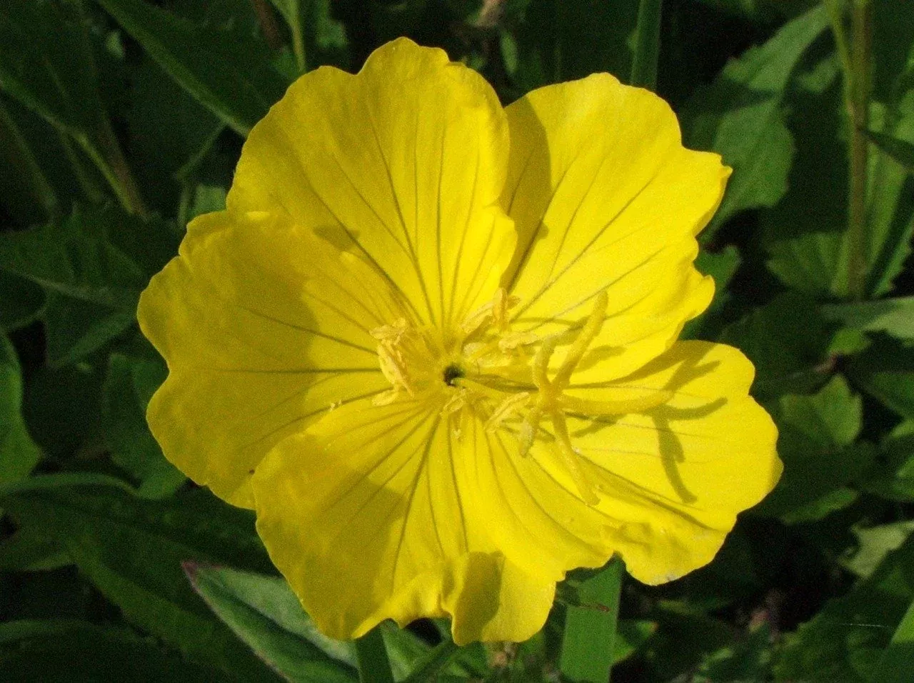 Oenothera macrocarpa | Missouri evening primrose