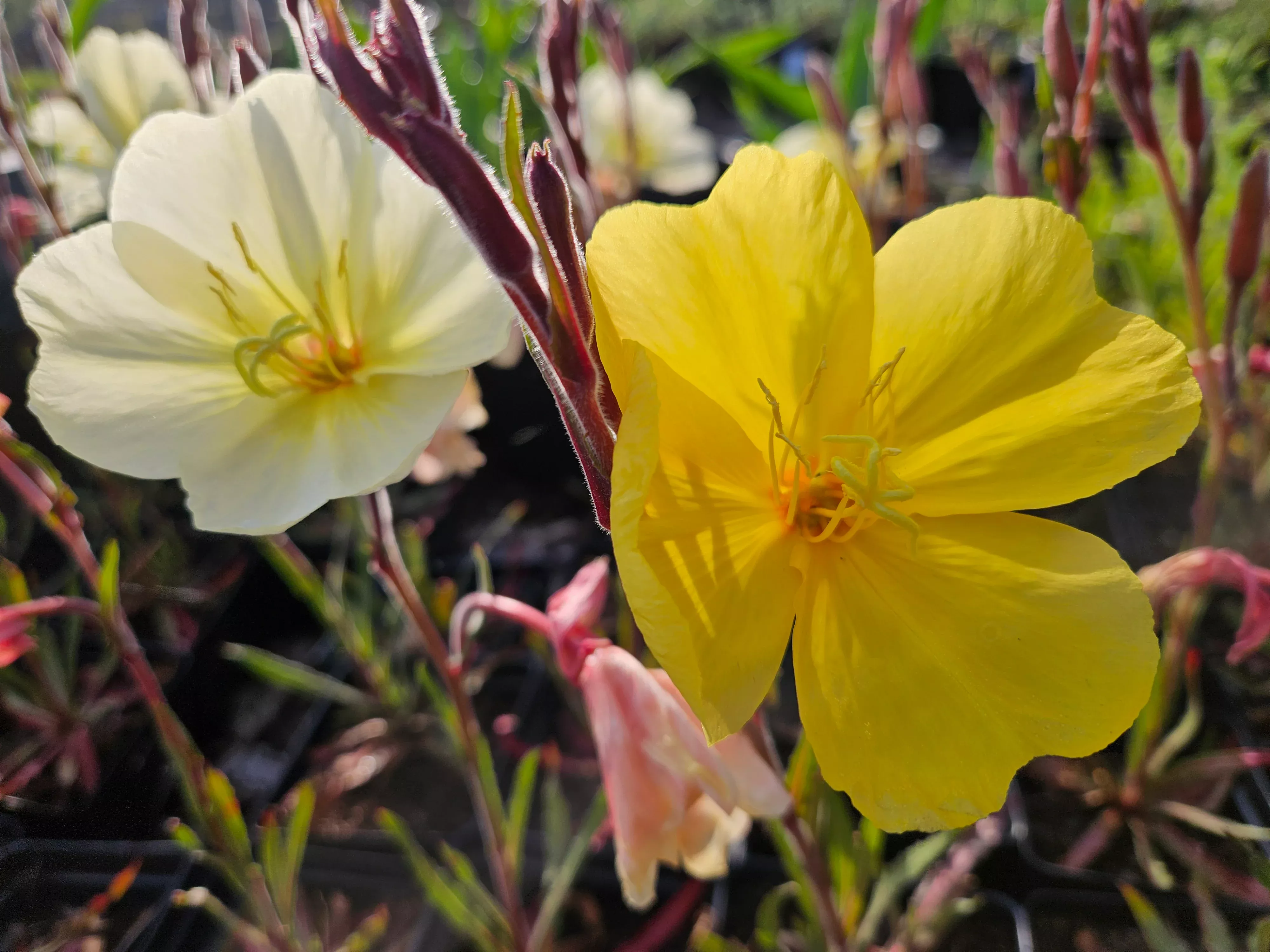 Oenothera odorata 'Sulphurea' | evening primrose