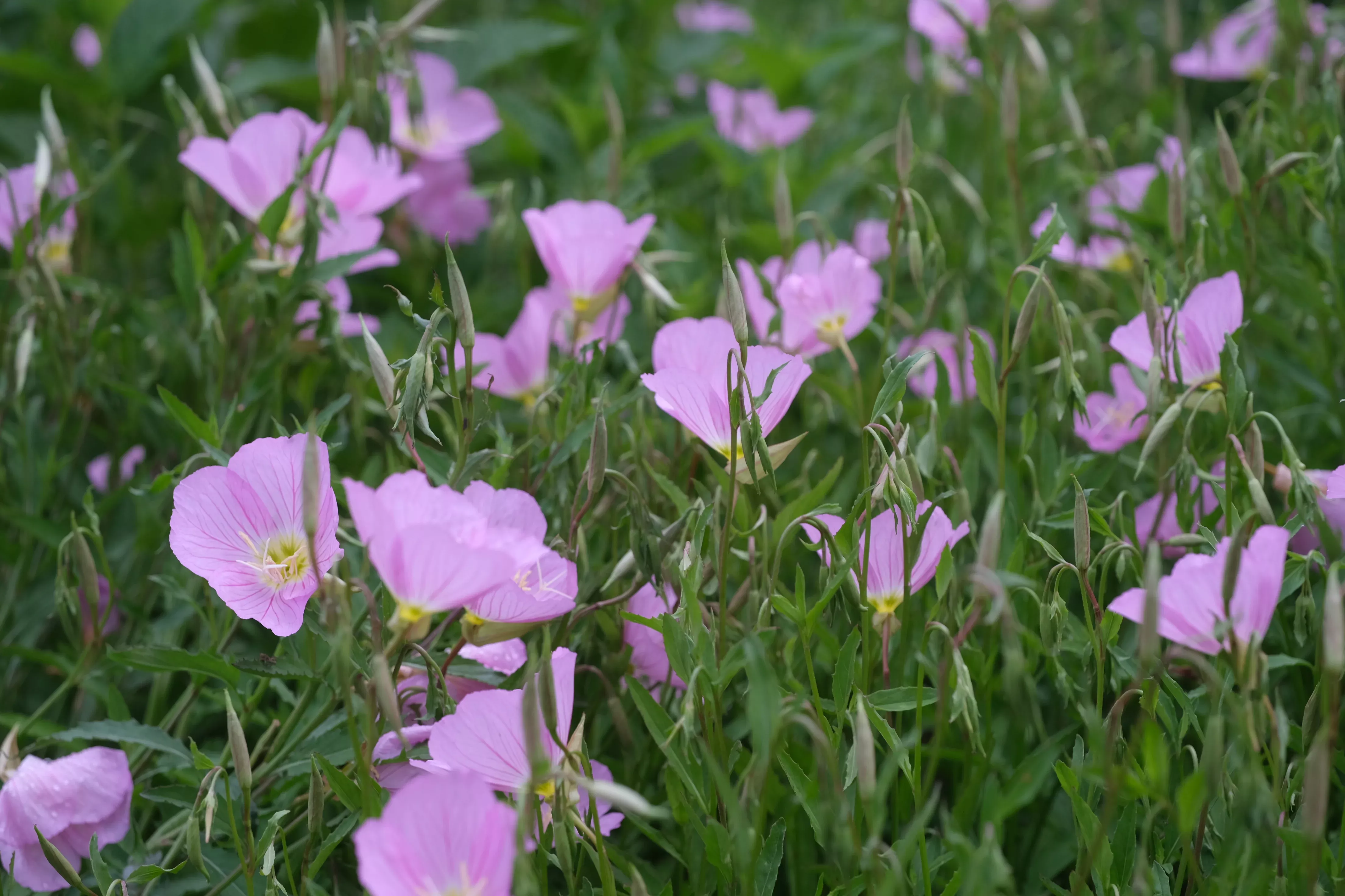 Oenothera speciosa | pinkladies