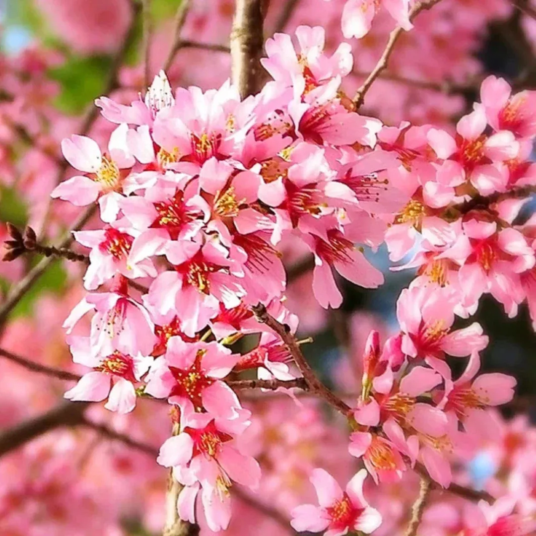 Okame Cherry Tree – Standout Tree