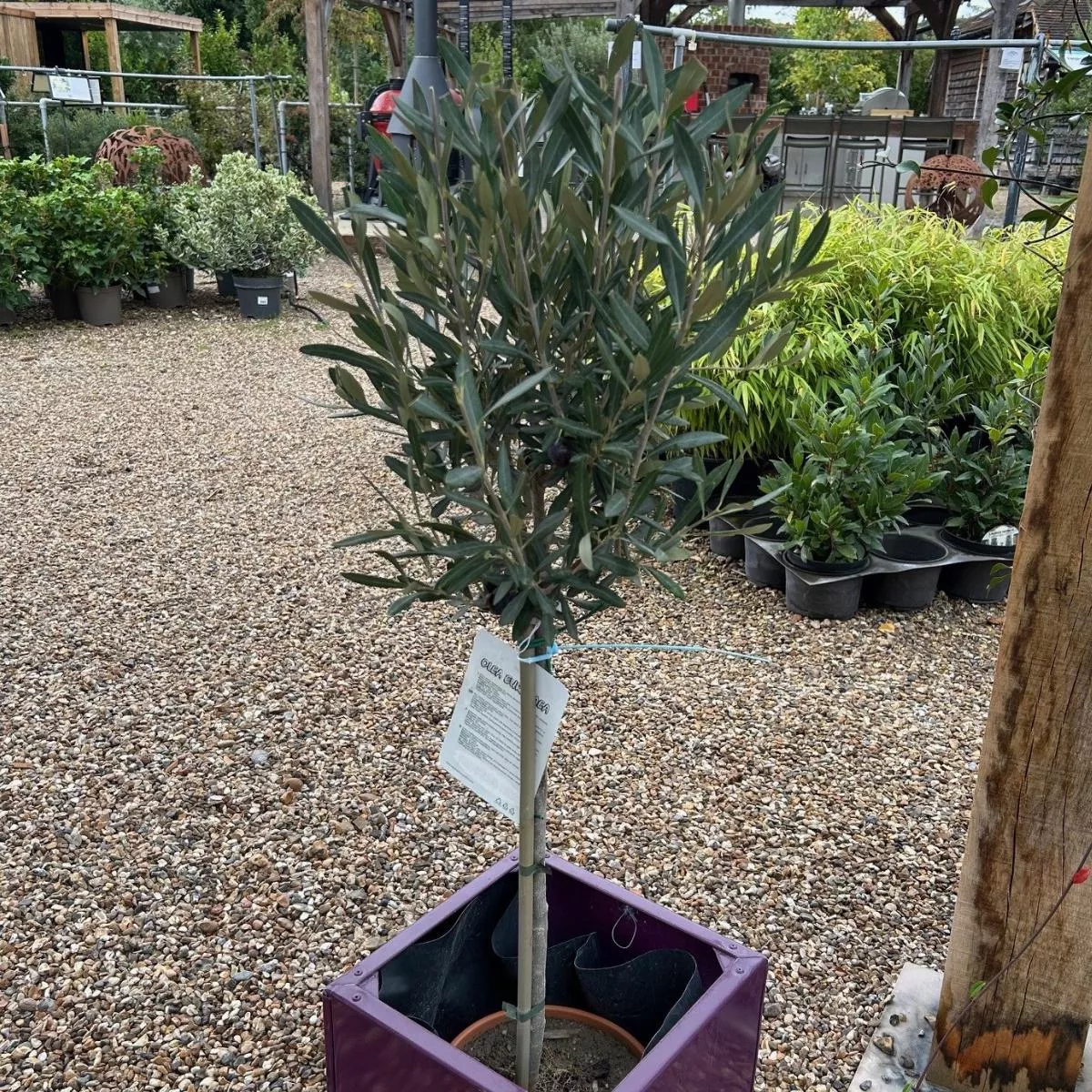 Olea europaea – Mini Std 5 litre (Olive Tree)
