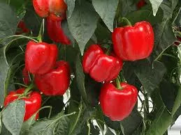 Olympus Green to Red Bell Pepper