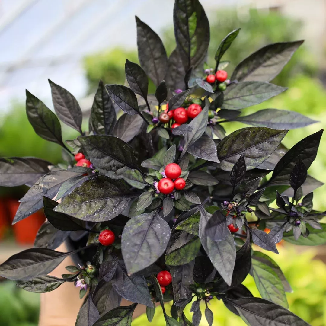 Onyx Red Ornamental Pepper