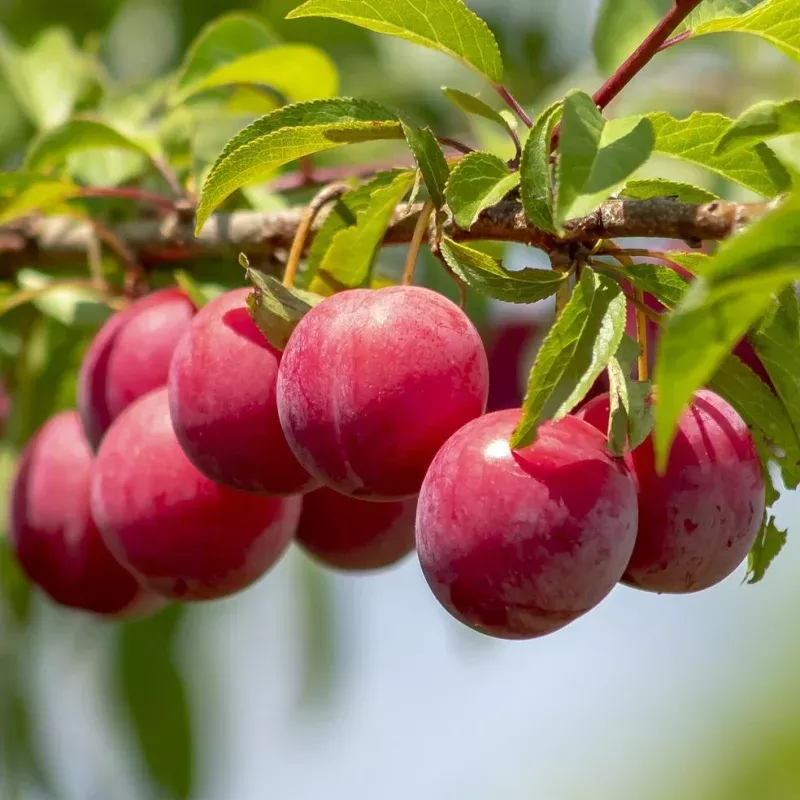 ‘Opal’ Plum Tree