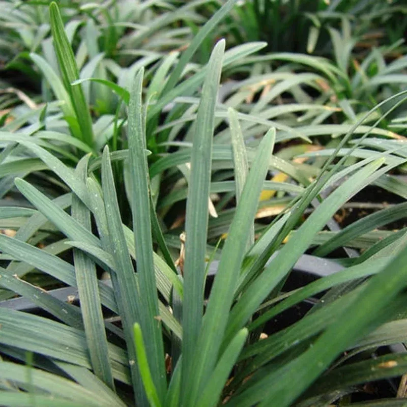 Ophiopogon