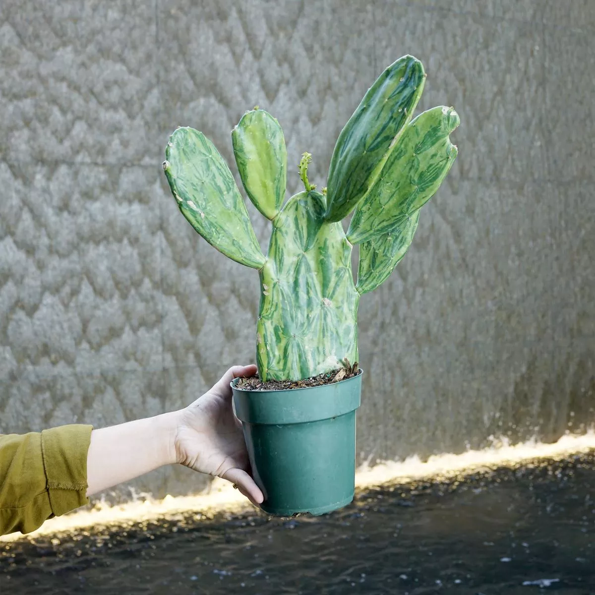 Opuntia cochenillifera (variegated) – 6″