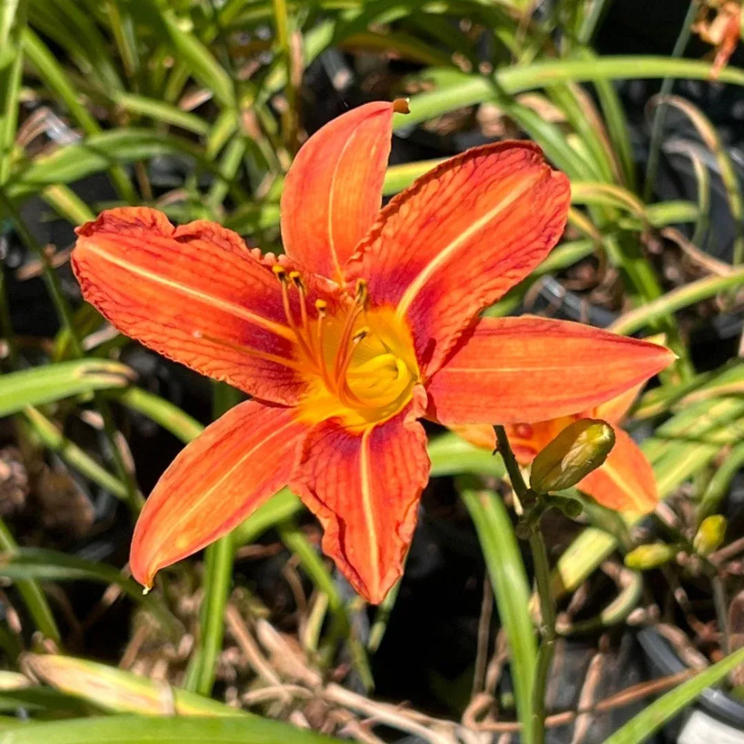 Orange Common Daylily Multipack – Classic Value Pack of Roadside Daylilies (Hemerocallis fulva)