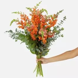 Orange Snapdragon Bouquet