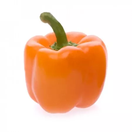 Orangery F1Orange Bell Pepper