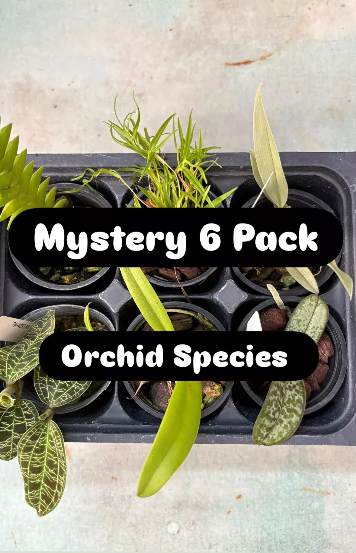 Orchid Mystery 6 Pack