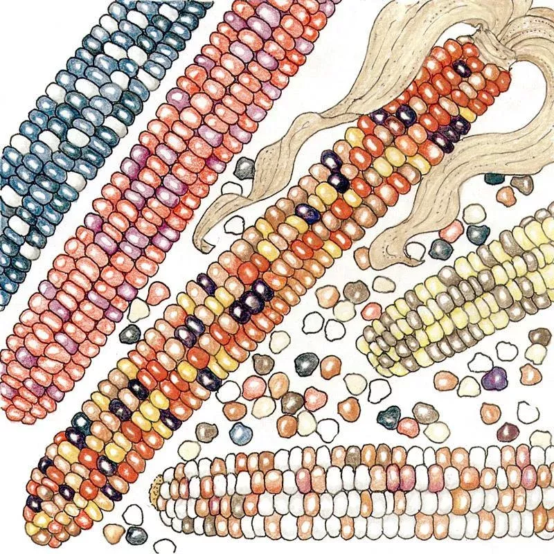 Organic Corn, Painted Mountain (1/2 lb)
