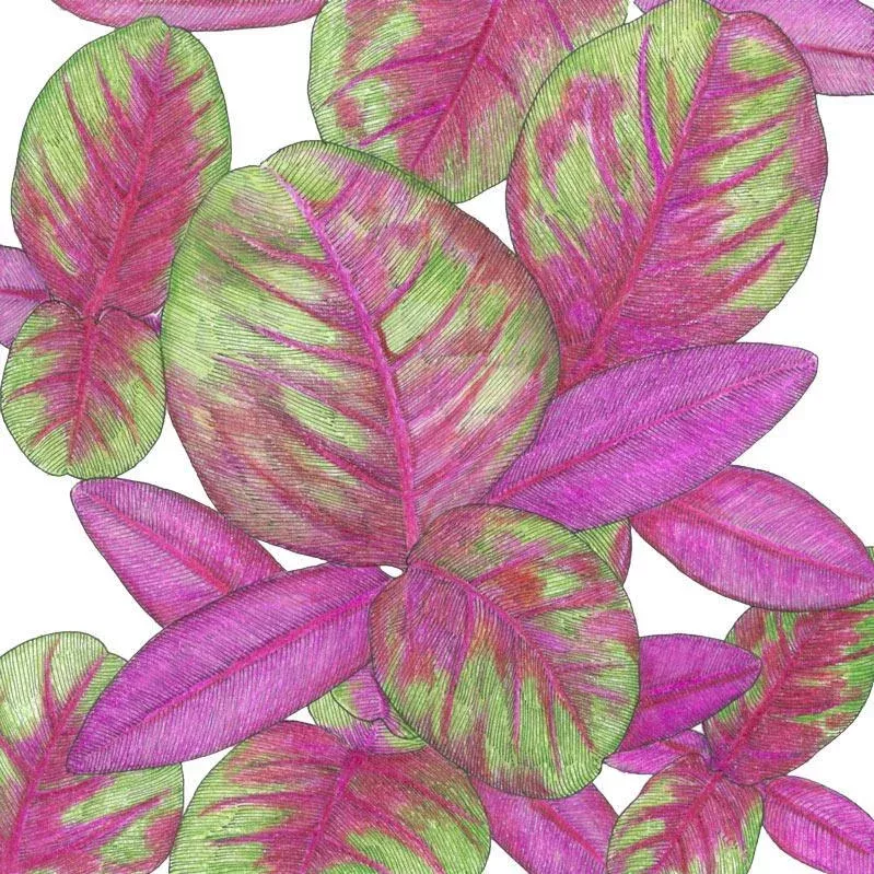 Organic Greens, Red Amaranth (1 oz)