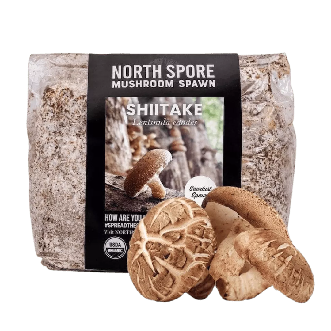 Organic Shiitake Mushroom Sawdust Spawn