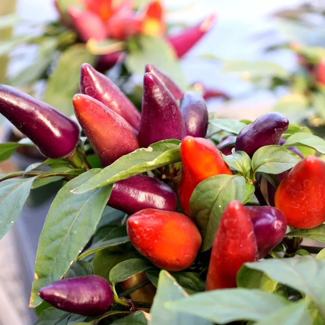 Ornamental Pepper Wicked