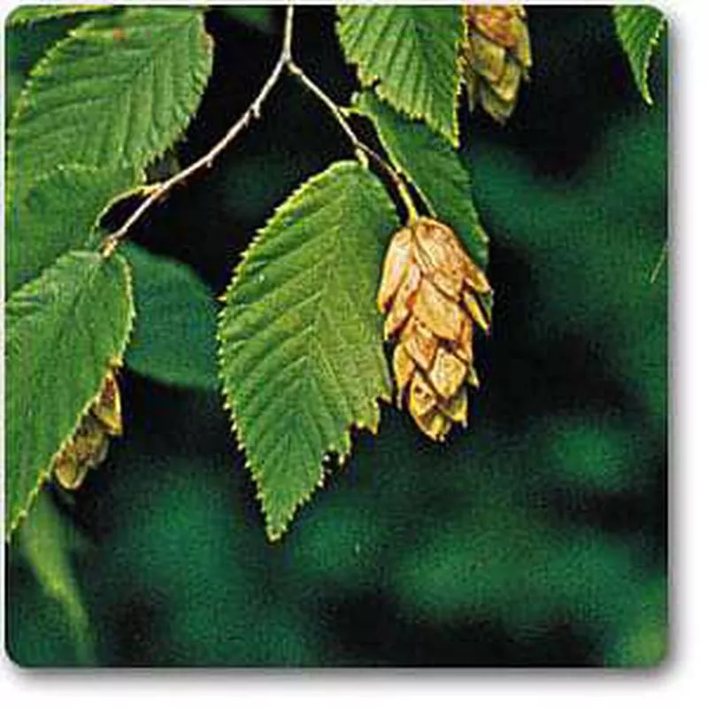 Ostrya virginiana – Plant