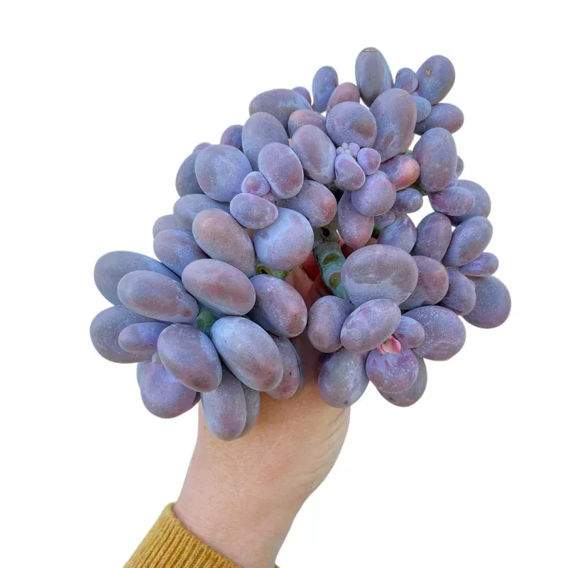 Pachyphytum Oviferum, Old Specimen Cluster