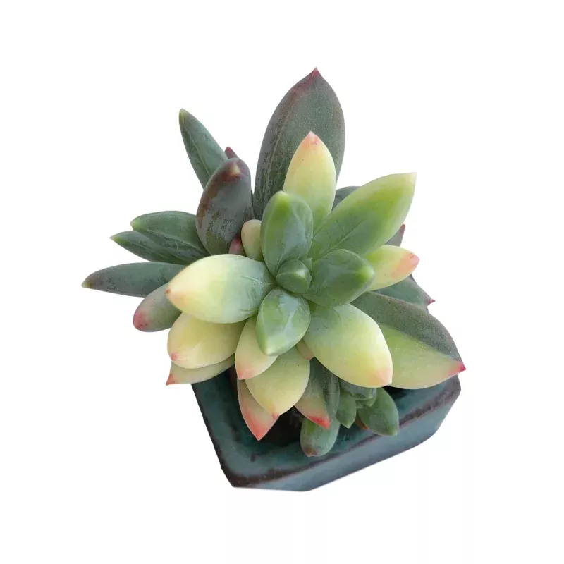 Pachyveria Glauca, Variegata