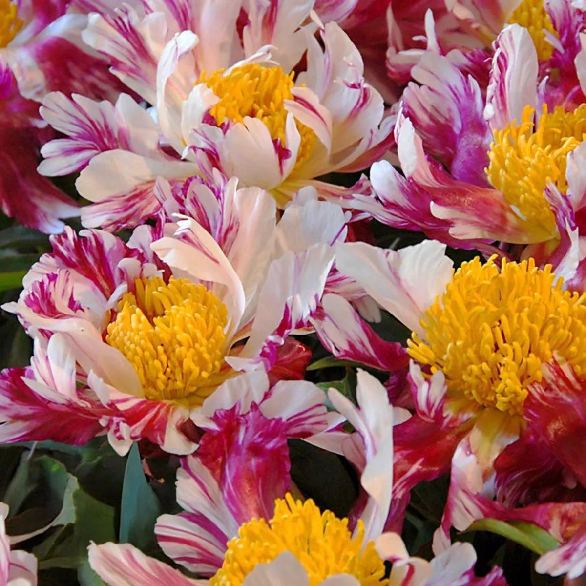Paeonia Peppermint Stick Peony
