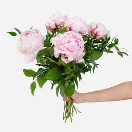 Pale Pink Peony Bouquet