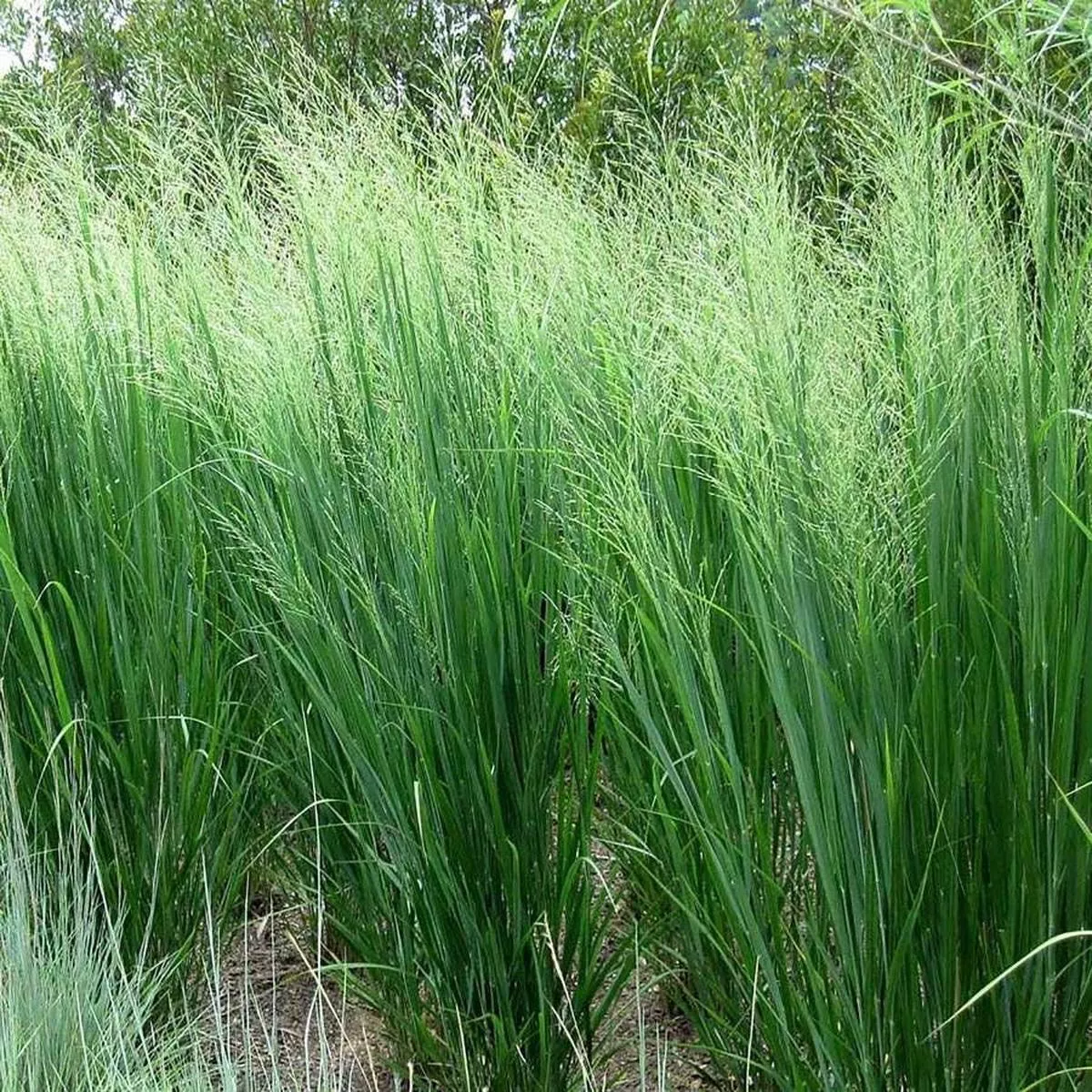 Panicum ‘Northwind’
