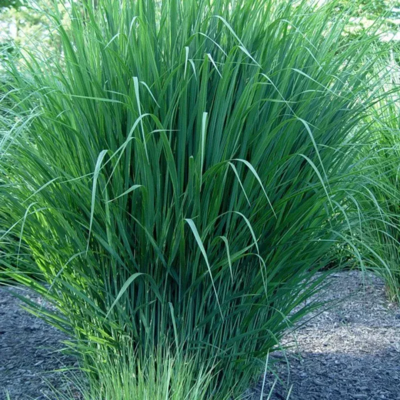Panicum Virgatum (Switch Grass)